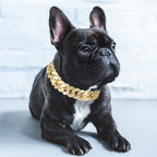 Gold Chunky Chain Dog Collar Accessory