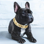 BlingBling | Heavy Duty Metal Dog Chain Collar