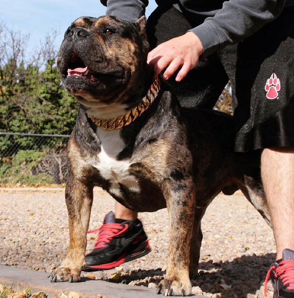 BlingBling | Heavy Duty Metal Dog Chain Collar