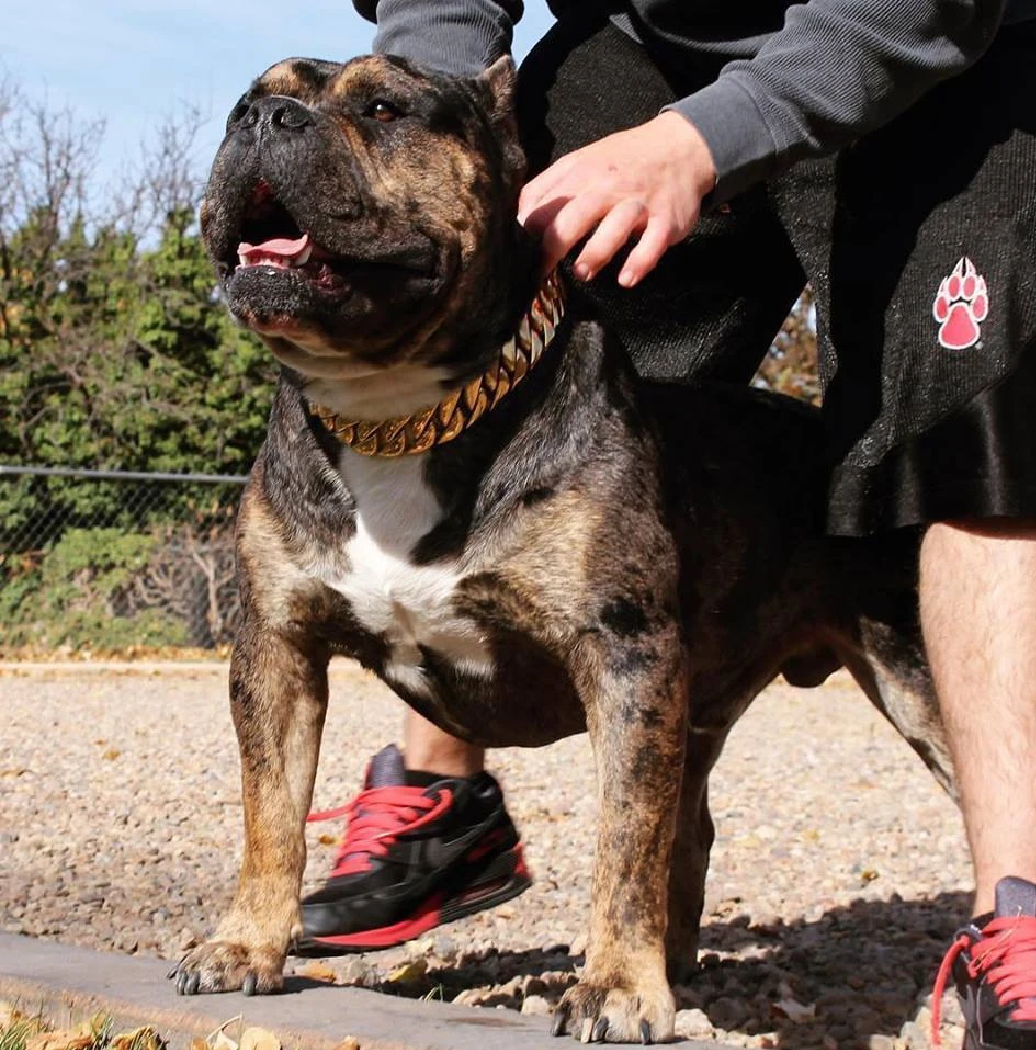 BlingBling | Heavy Duty Metal Dog Chain Collar