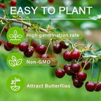 Sweet Cherry Seeds , High Germination Rate, Large-Fruited Variety, Perfect for Gardens & Containers