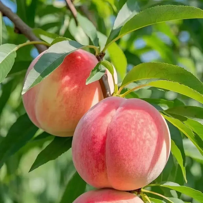 Premium Sweet Juicy Peach Tree Growing Kit