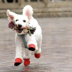 CozyPaws • Dog Waterproof Boots