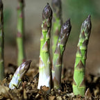 Perennial Asparagus Seeds – Tender Green Garden Vegetable Seeds for Home Planting