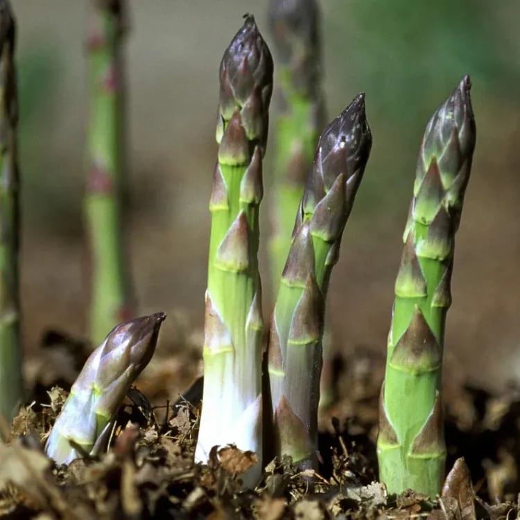 Perennial Asparagus Seeds – Tender Green Garden Vegetable Seeds for Home Planting