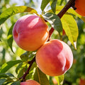 Premium Sweet Juicy Peach Tree Growing Kit
