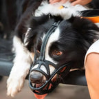 DOGORA – Gentle Dog Muzzle for Safe Everyday Situations