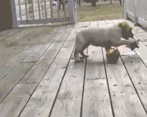 Dog Jumping Ball
