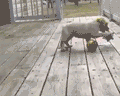 Dog Jumping Ball