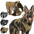 Durable Set for Active Dogs