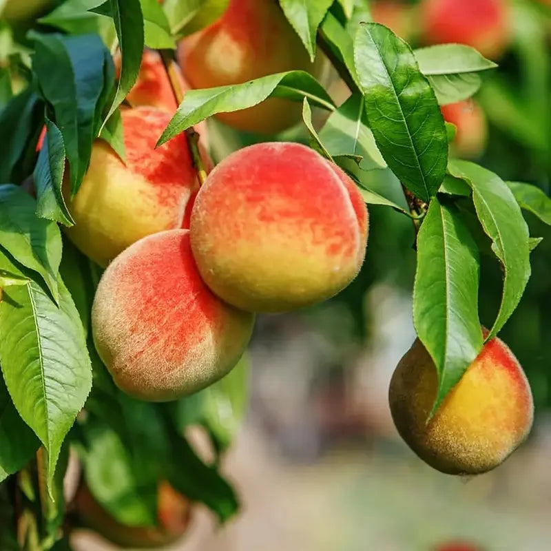 Premium Sweet Juicy Peach Tree Growing Kit