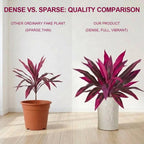 Vibrant Pink Purple Faux Boston Fern & Dragon's Blood Tree, Artificial Decorative Plants