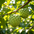 Sugar Apple Home Growing Kit