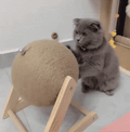 Cat Scratching Ball