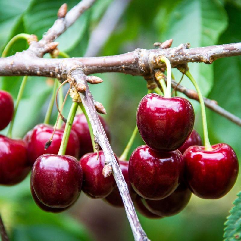 Sweet Cherry Seeds , High Germination Rate, Large-Fruited Variety, Perfect for Gardens & Containers