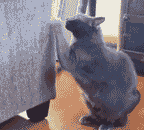 Anti Cat Scratch Stick On Shield