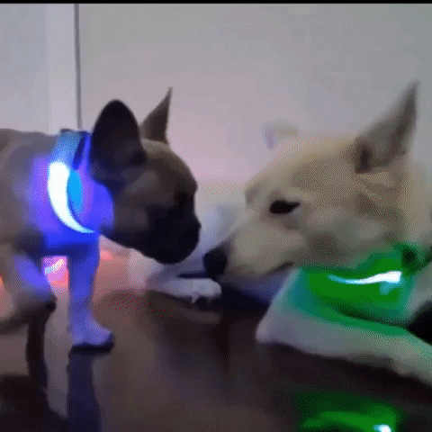 Dog Led Collar