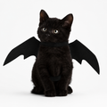 Halloween Accessories Bat Wings Pet Costume