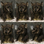 Halloween Mask Wolf Mask Horror Scary Costume