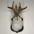 Jackalope Wall Decor