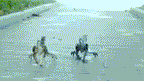 Remote Control Dinosaur