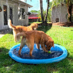 Pet Sprinkler Pool