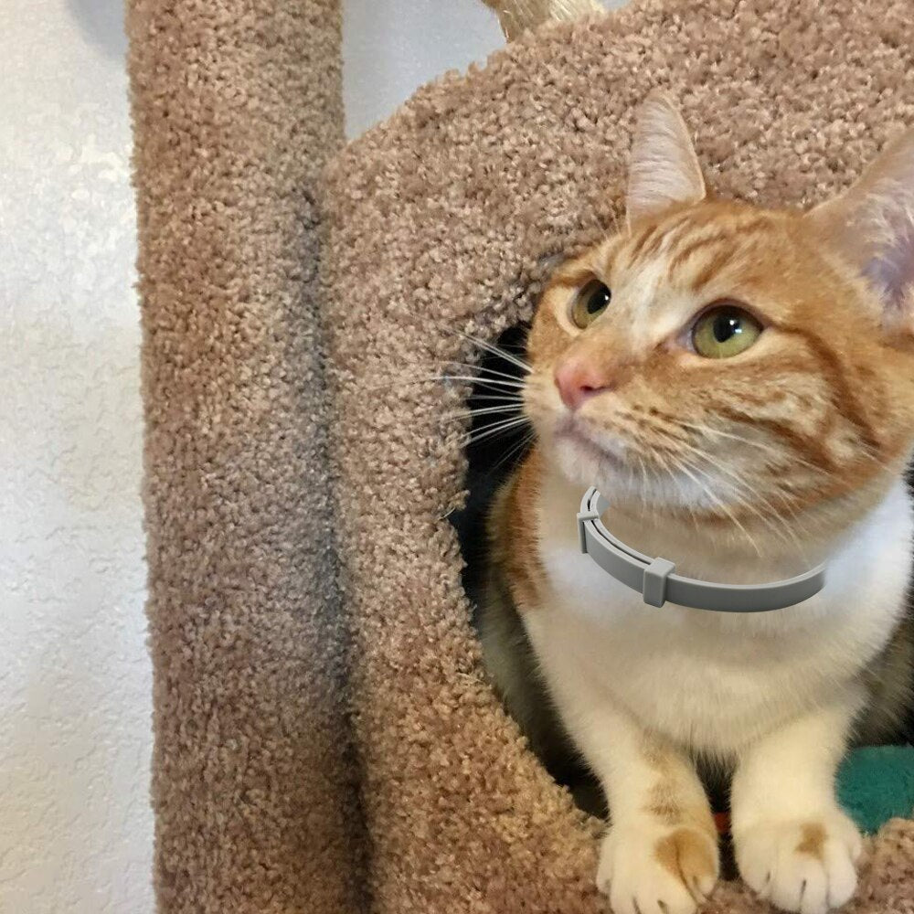 Adjustable Pet Collar