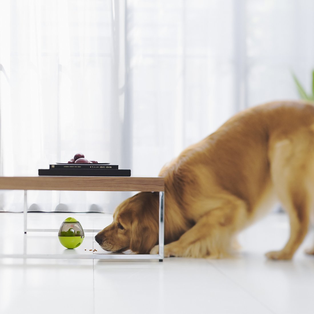 Interactive Pet Toy