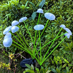 Solar Jellyfish Lights Outdoor