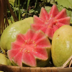 Tropical Guava Growing Kit for Pots & Gardens
