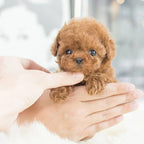 Interactive Dog Toy Robotic Puppy Lifelike Companion