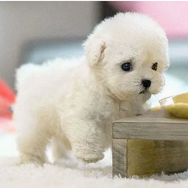 Animated Plush Companion Pup - Barks and Walks