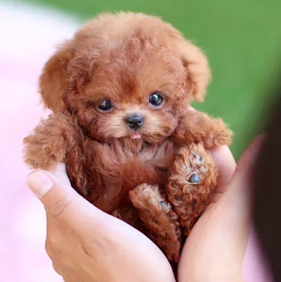 Animated Plush Companion Pup - Barks and Walks