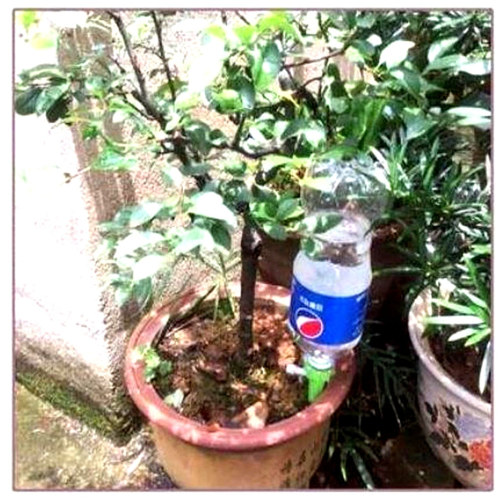 Niki | Self-Watering Plant Spikes - Adjustable Flow