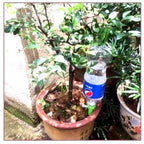 Niki | Self-Watering Plant Spikes - Adjustable Flow