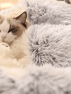 Niki | Cozy Cave Pet Bed | Calming and Comfortable Dog Bed for Deep Relaxation