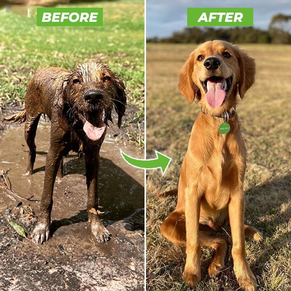 Niki | Dog Shower Sprayer - WashBuddy