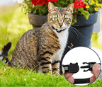 Niki | GPS Collar for Cats with Reflective Design