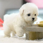 Niki | Lifelike Animated Pup Toy - Stuffed Animal Dog for All Ages