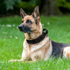 Niki | Military Dog Training Collar – Durable, Reflective Nylon Collar