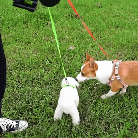 Niki | Never Tangle Again – Double Leash for Dogs with LED Light