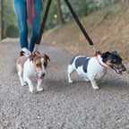 No-Tangle Dual Dogs Leash