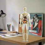 3d Human Body Torso Model for Kids | Anatomy Model Skeleton