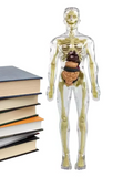3d Human Body Torso Model for Kids | Anatomy Model Skeleton
