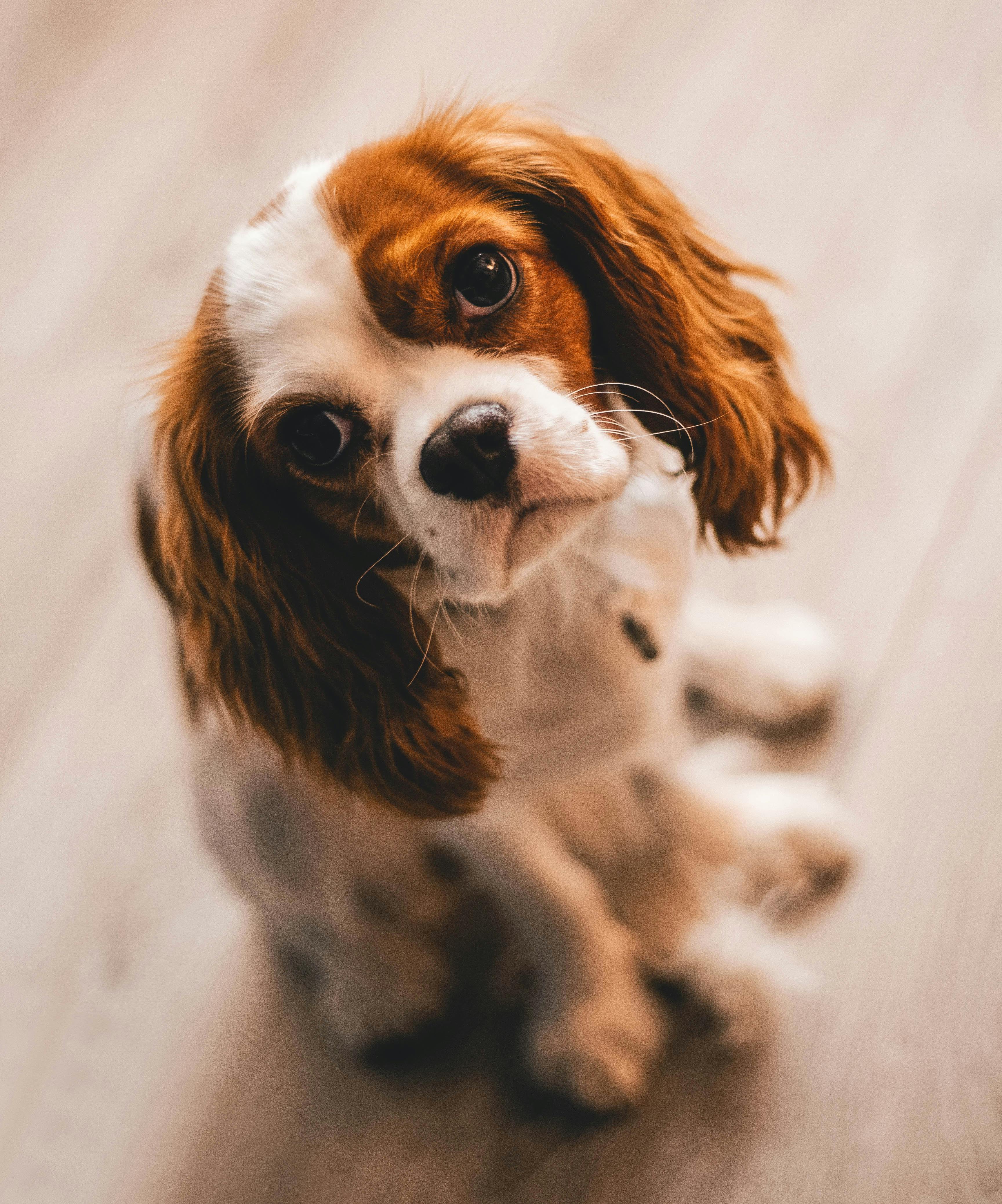 Buy a Ready-Made AI Pet Supplies Dropshipping Business (Price Doubled Due To Demand)