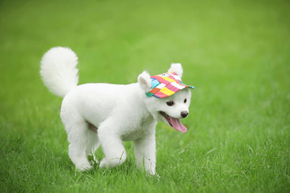 Round Edge Dog Hat