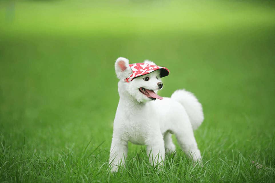 Round Edge Dog Hat