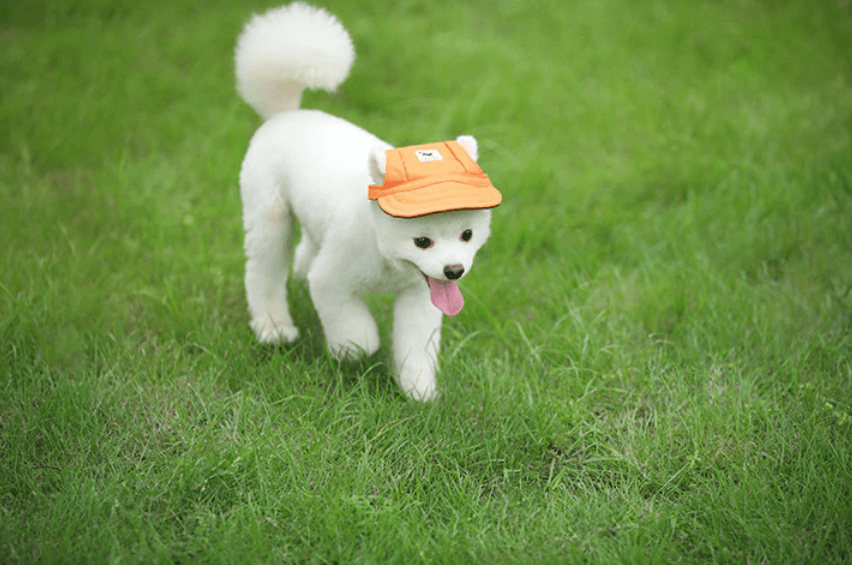 Round Edge Dog Hat