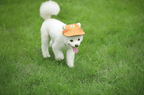 Round Edge Dog Hat