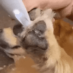 SILENTPET TRIMMER – Quiet Dog Clipper for Gentle Grooming